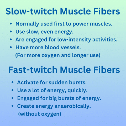 Graphic explaining the difference between slow twitch and fast twitch muscle.