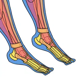 Icon representing bone and muscle.