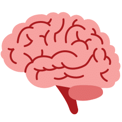 Icon representing the brain.